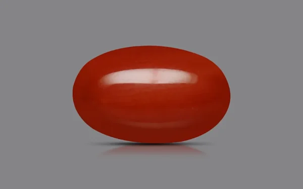 Red Coral - 7.27 Carat (7.99 Ratti)