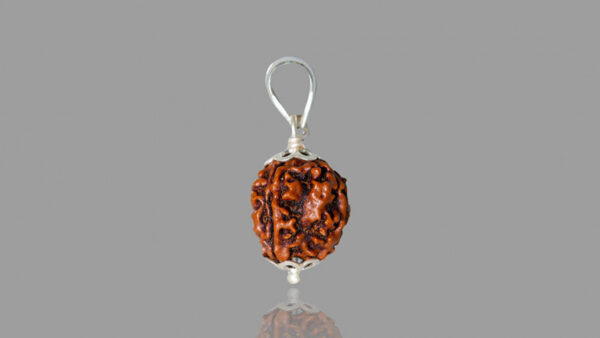 4 Mukhi Rudraksha (17.05mm)