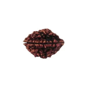 Rudraksha
